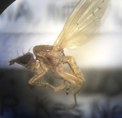 Trigonometopus frontalis