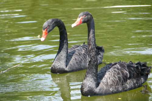 Black Swan
