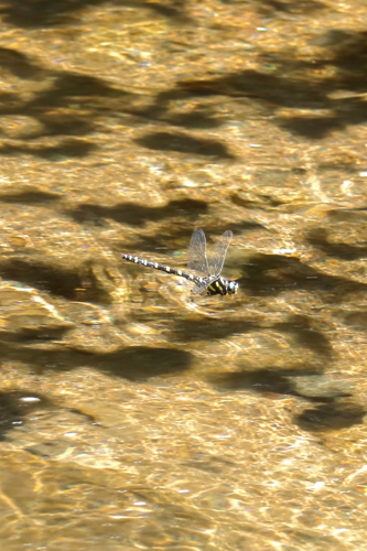 iNaturalist observation photo of Pacific Spiketail