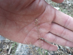 Lepidium
