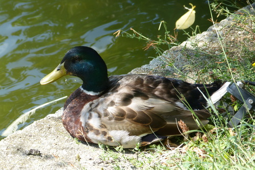 Mallard