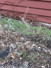 Lepidium