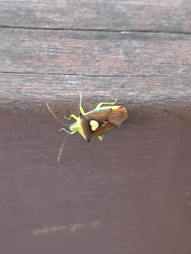 Sastragala esakii