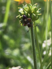 Closterotomus biclavatus