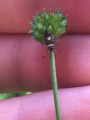 Closterotomus biclavatus