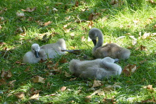 Mute Swan
