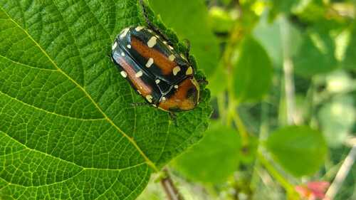 Indian Flower Chafer