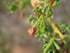Dodonaea subglandulifera