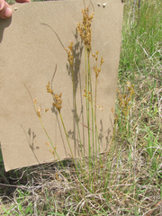 Juncus interior
