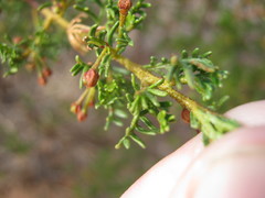 Dodonaea subglandulifera
