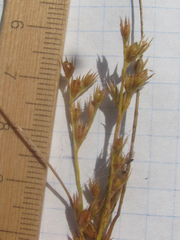 Juncus interior