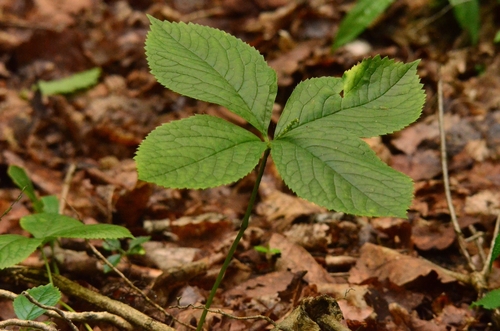 Chloranthus japonicus observed 2026-08-18