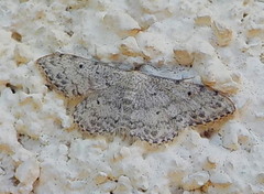 Idaea camparia