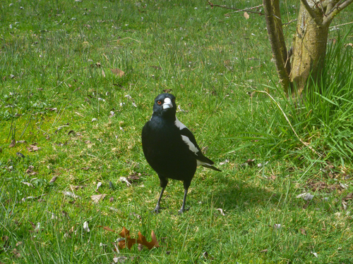 Australian Magpie