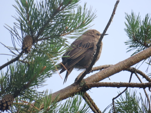 European Starling