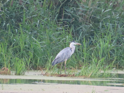 Grey Heron