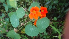 Tropaeolum majus