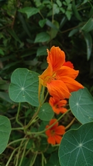 Tropaeolum majus