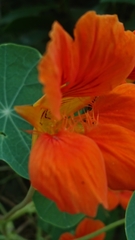 Tropaeolum majus