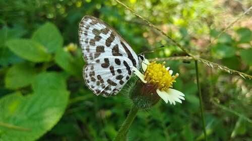 Common Pierrot