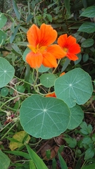 Tropaeolum majus