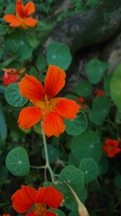Tropaeolum majus