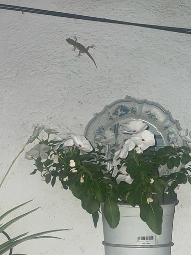 Moorish Gecko