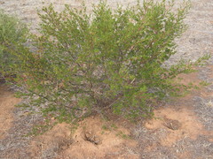 Dodonaea subglandulifera