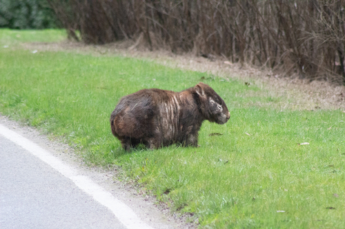Mainland Wombat