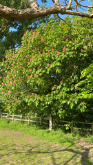 Aesculus × carnea