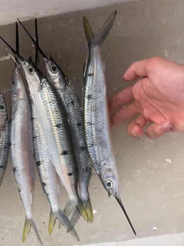 Black-barred Halfbeak