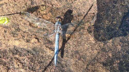 Little skimmer