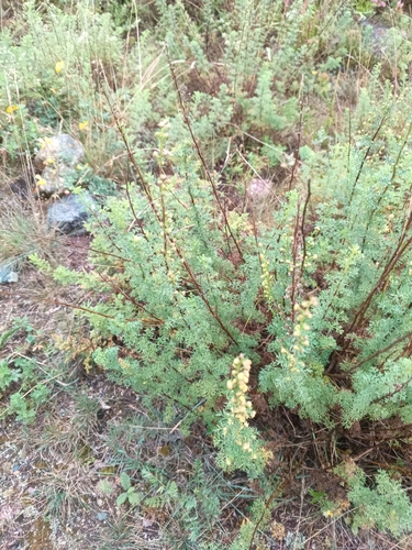 Artemisia chamaemelifolia, photograph 1