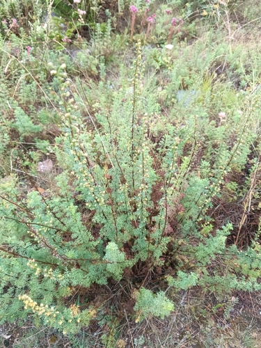Artemisia chamaemelifolia, photograph 2