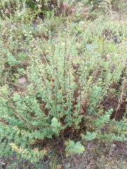 Artemisia chamaemelifolia, photograph (c) Maria Kohanovskaya, some rights reserved (CC BY)