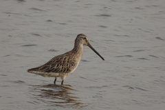 Limnodromus semipalmatus