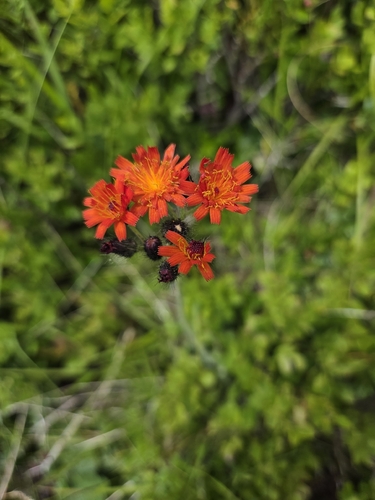 orange hawkweed