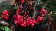 Begonia coccinea