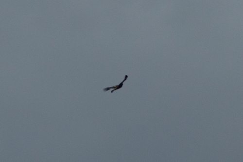 Wedge-tailed Eagle