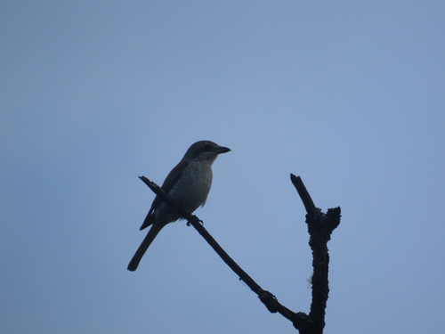 Red-backed Shrike