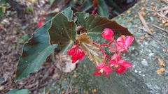 Begonia coccinea