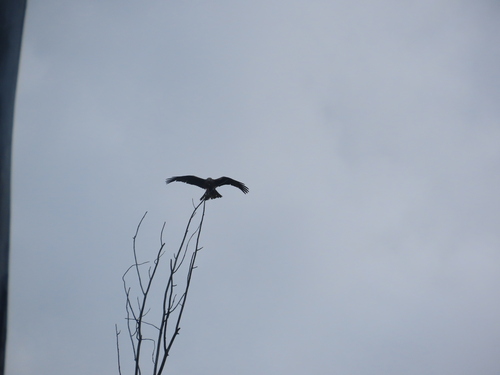 Black Kite