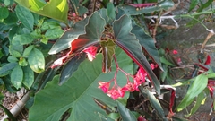 Begonia coccinea