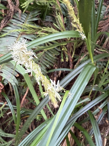 Carex perakensis, 2026-08-18
