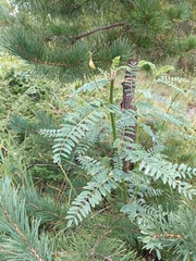 Astragalus galegiformis