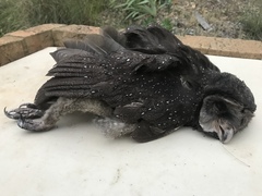 Tyto tenebricosa