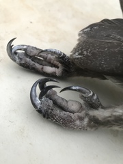 Tyto tenebricosa