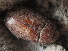Adoretus tenuimaculatus