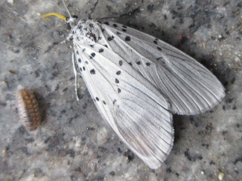 Agrisius japonicus