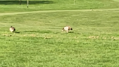 Alopochen aegyptiaca